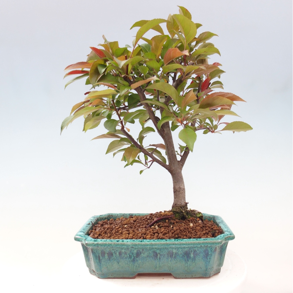 Bonsai zewnętrzne - Malus domowy - Jabłoń czerwonolistna o drobnych owocach