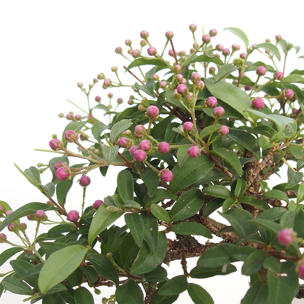 Bonsai pokojowe – Malpighia barbadoska – Malpighia glabra 