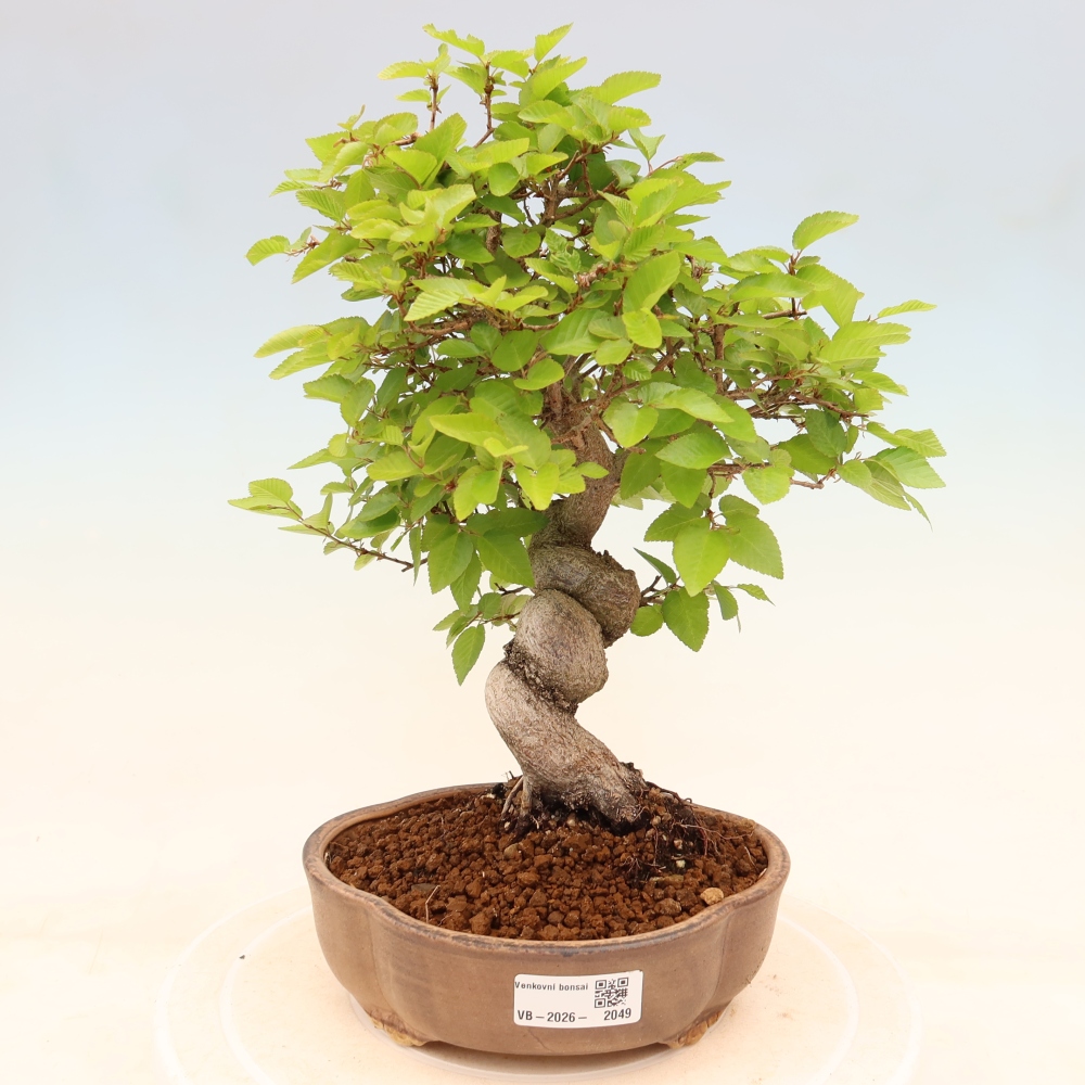 Outdoor bonsai - Carpinus coreana - grab koreański