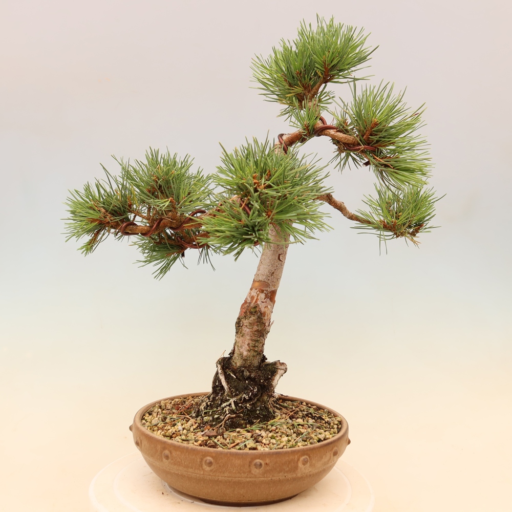 Bonsai ogrodowe – Pinus Sylvestris Watererri – sosna leśna