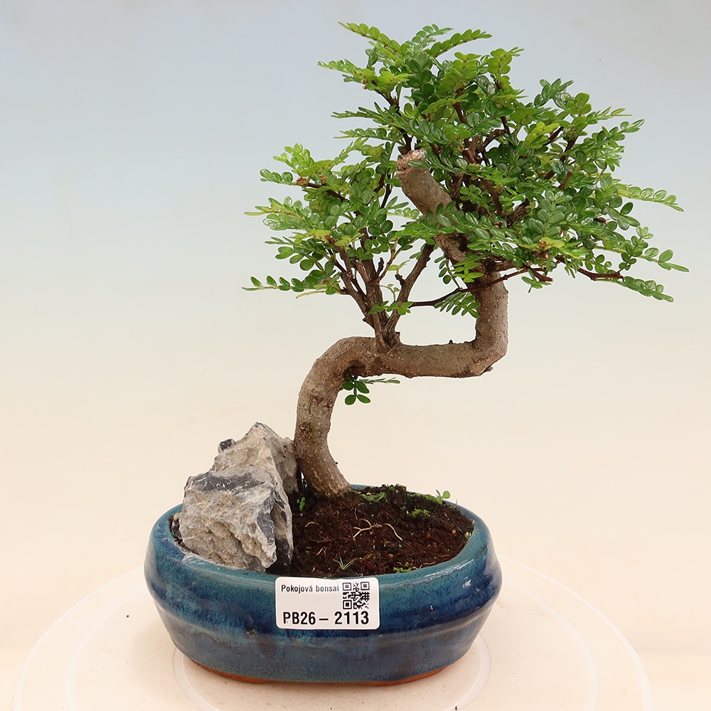 Pokój bonsai - Zantoxylum piperitum - drzewo pieprzowe