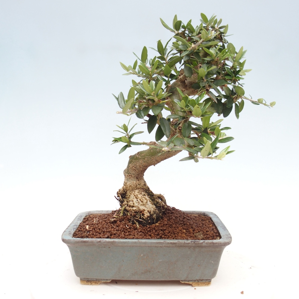 Kryte bonsai - Olea europaea sylvestris - Europejska oliwa z małych liści