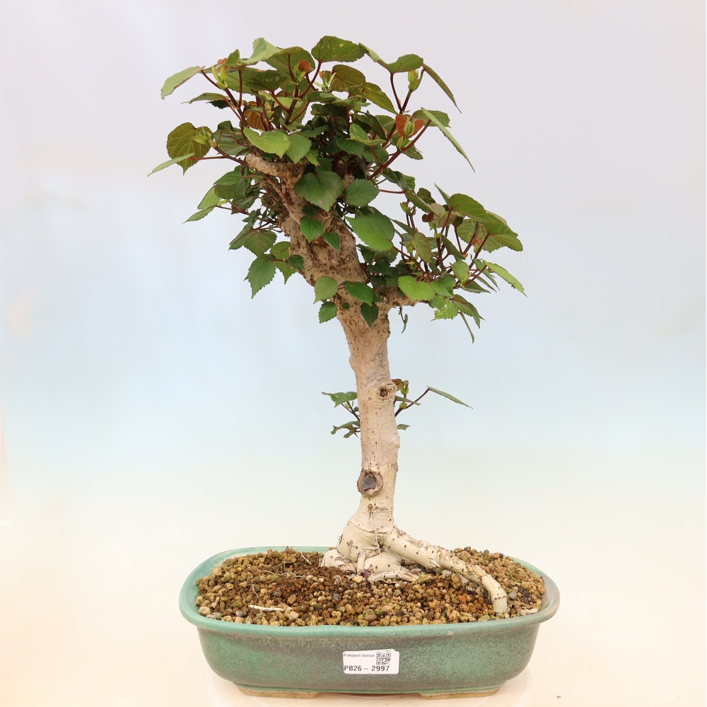 Bonsai domowe - Hibiscus tiliaceus - Hibiskus morski