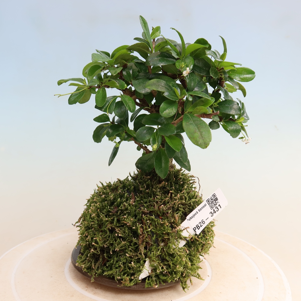 Kokedama z podstawką – Carmona macrophylla – Herbata fuki
