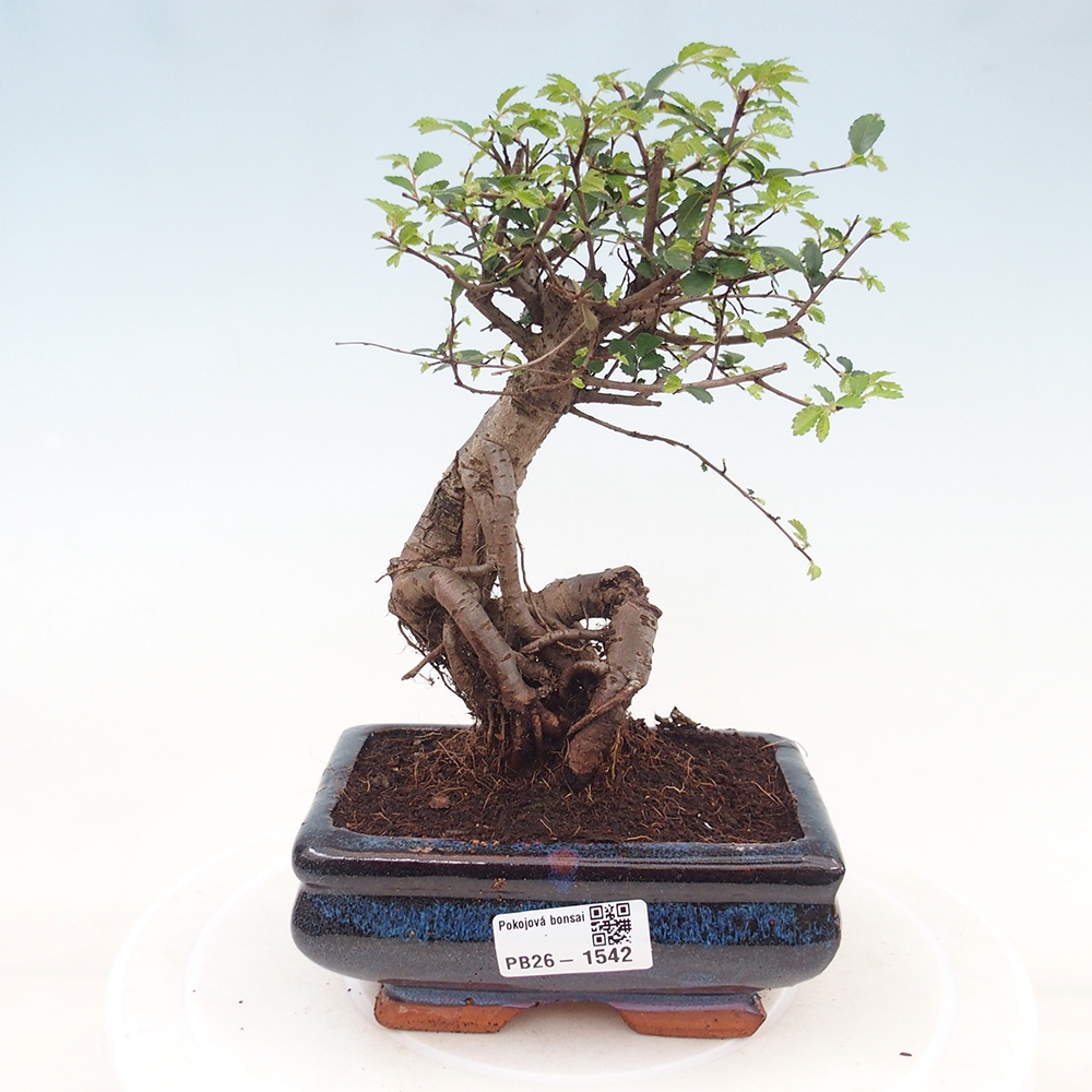 Pokój bonsai - Ulmus parvifolia - Wiąz drobnolistny