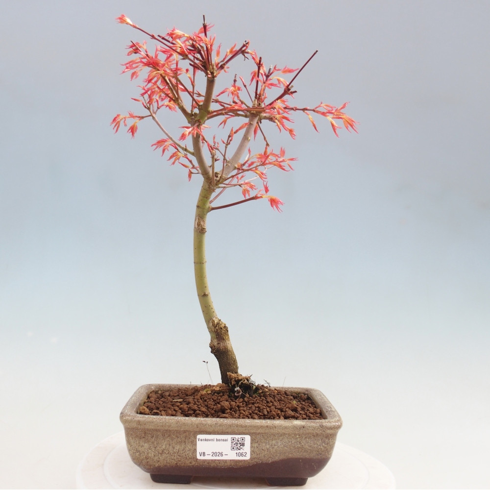Klon pospolity - Acer palmatum Beni Tsukasa