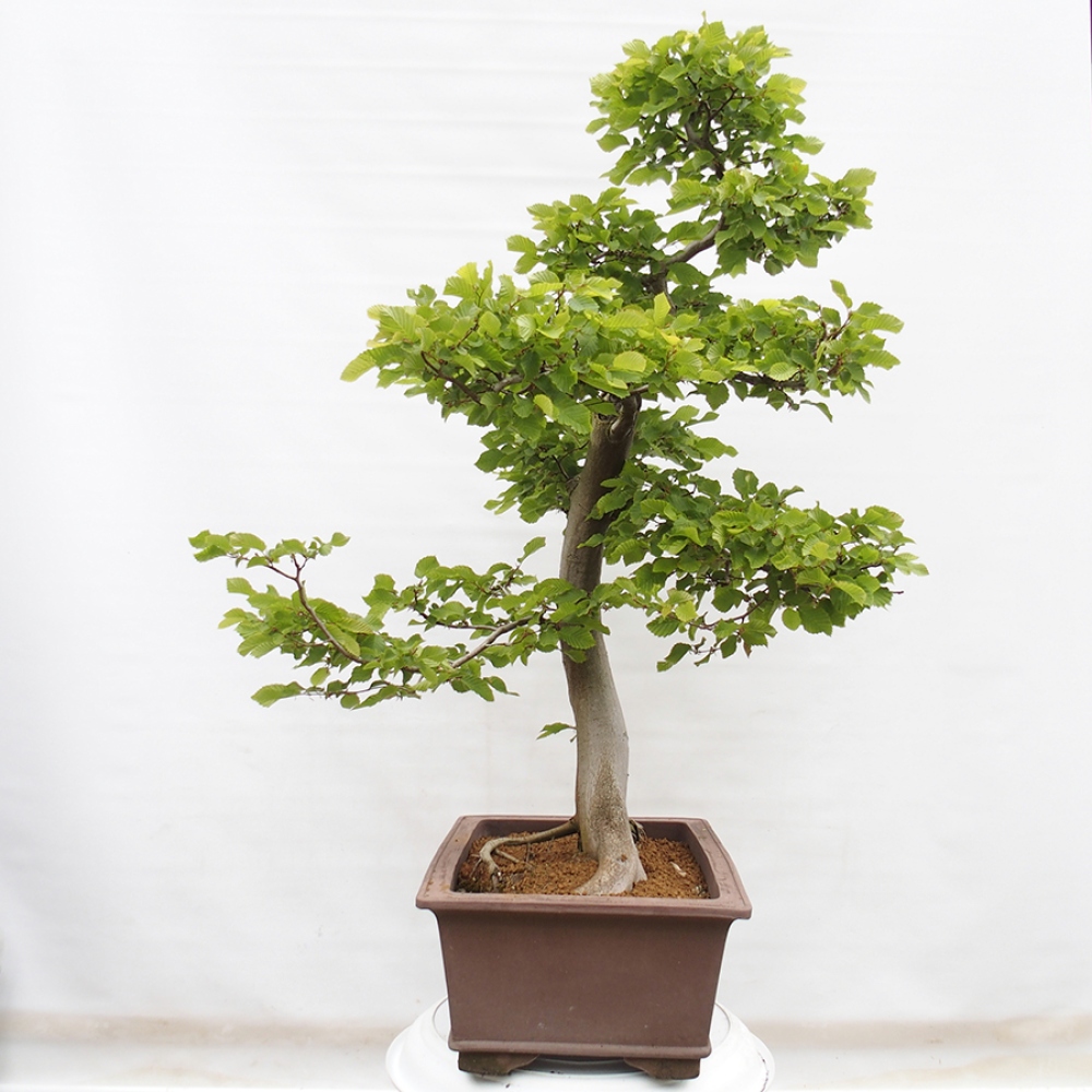 Bonsai zewnętrzne - Grab - Carpinus betulus