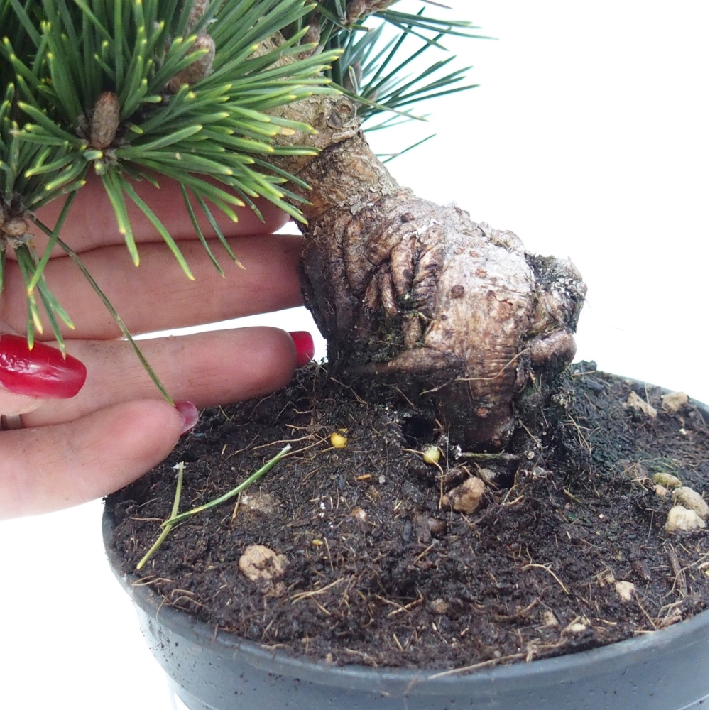 Outdoor bonsai - Pinus thunbergii senjyumaru - Sosna Thunberga