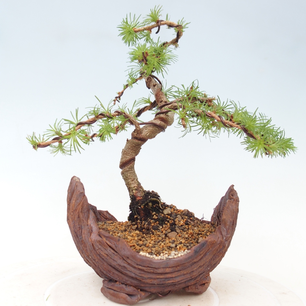 Outdoor bonsai - Larix Kaempferi - Modrzew japoński