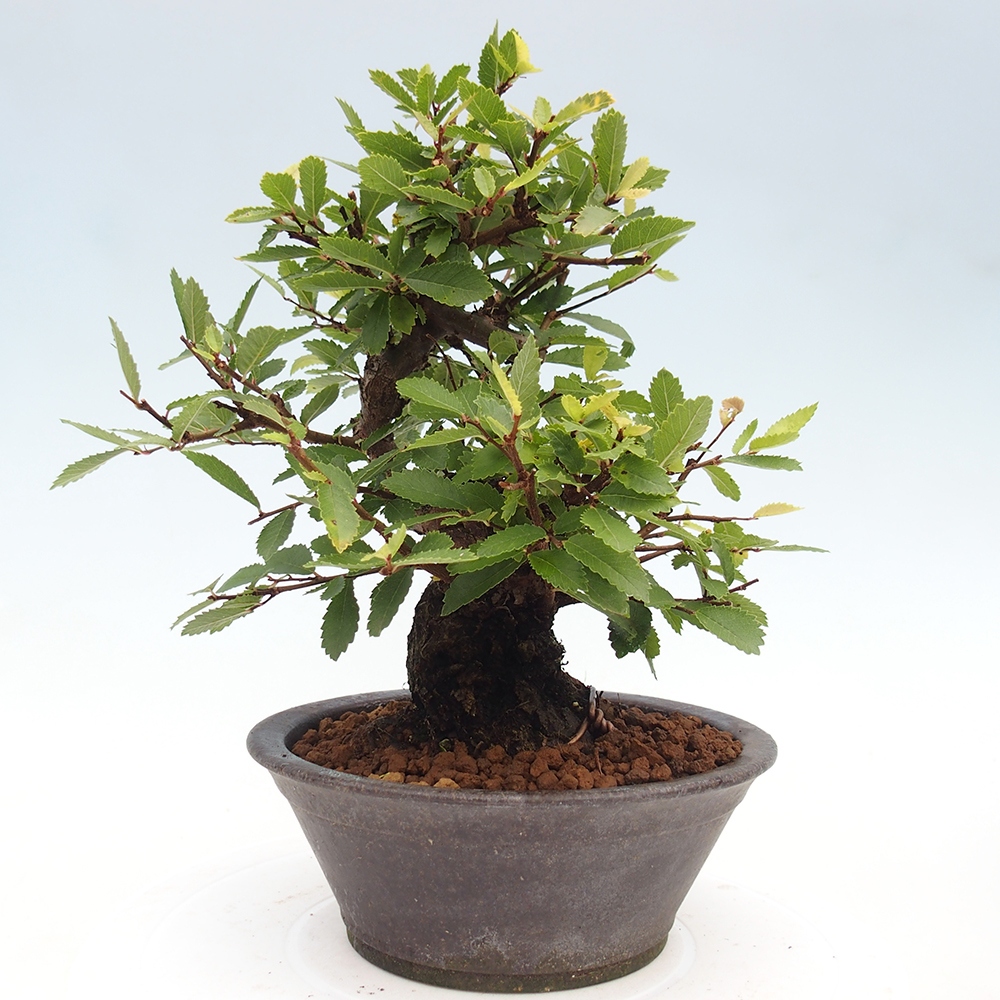 Bonsai na zewnątrz - Zelkova - Zelkova serrata