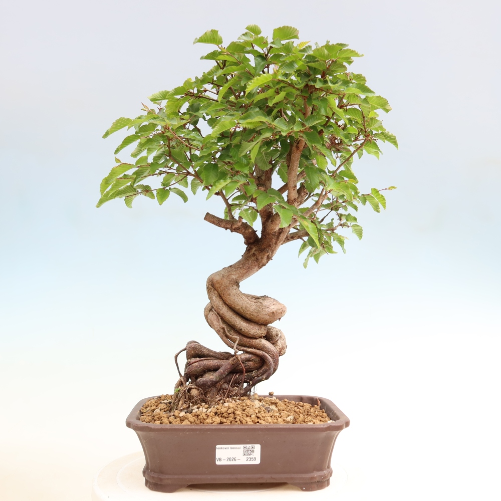 Outdoor bonsai - Carpinus coreana - grab koreański