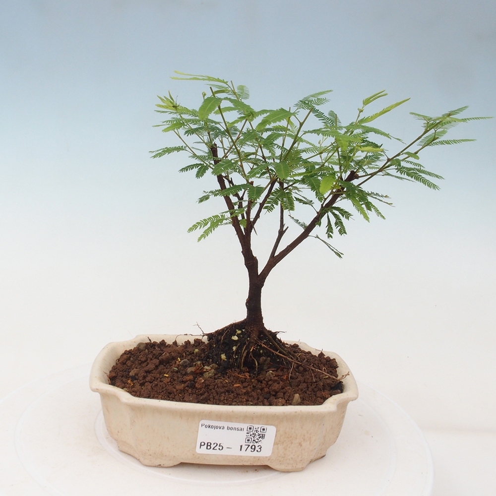 Pokój bonsai-Calliandra surinamensis Dixie Pink - Kaliandra z Surii