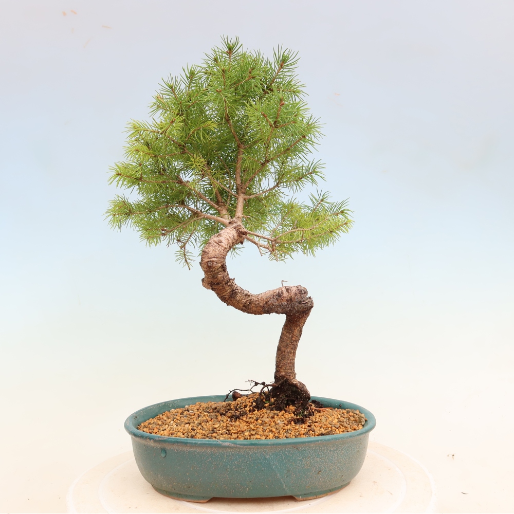 Outdoor bonsai - Świerk pospolity - Picea glauca globe