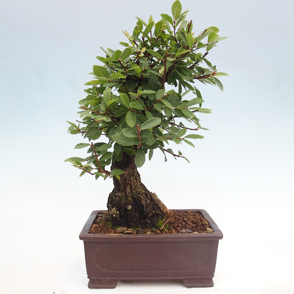 Bonsai na zewnątrz - Zelkova - Zelkova serrata