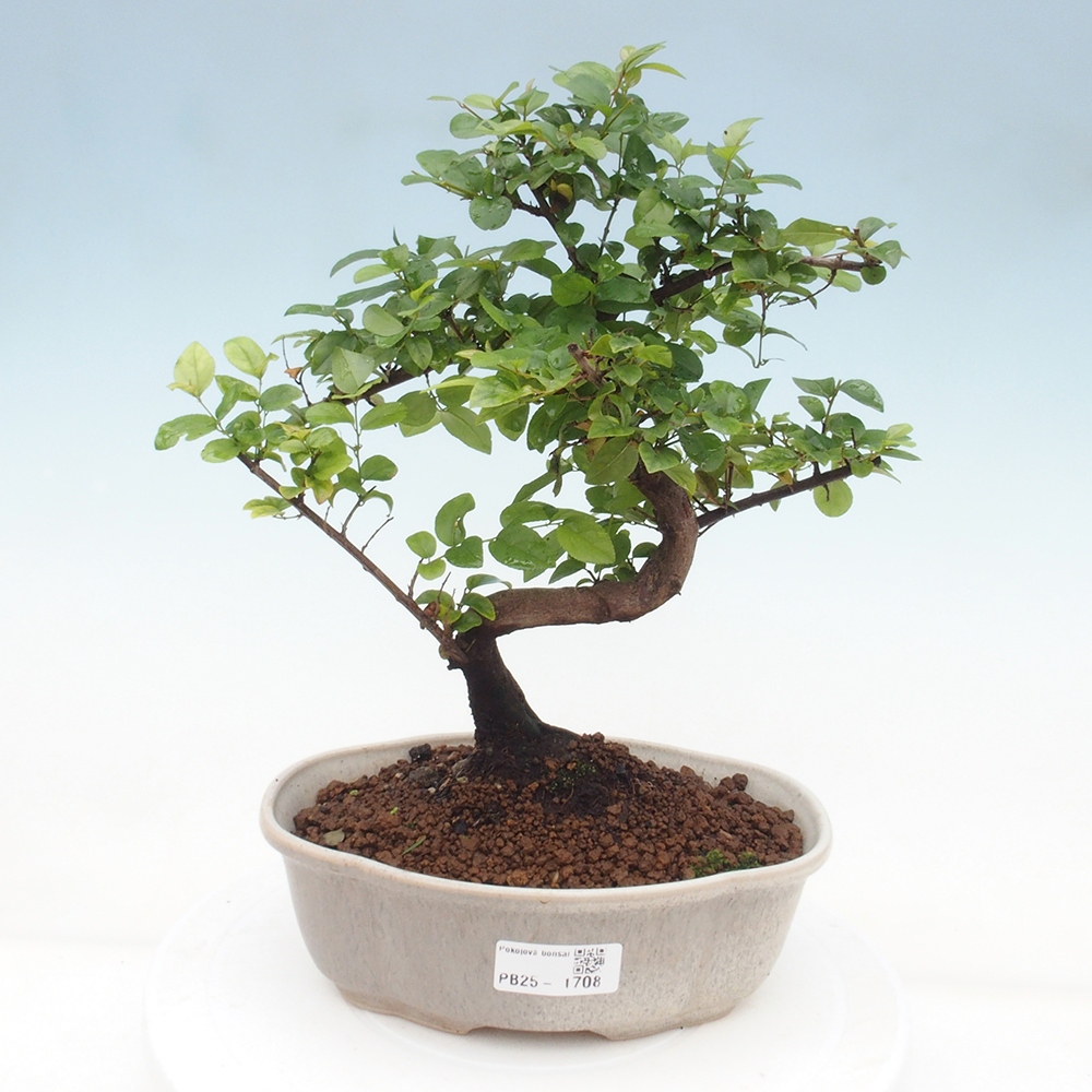 Bonsai wewnętrzne - Sagerécie thea - Sagerécie thea