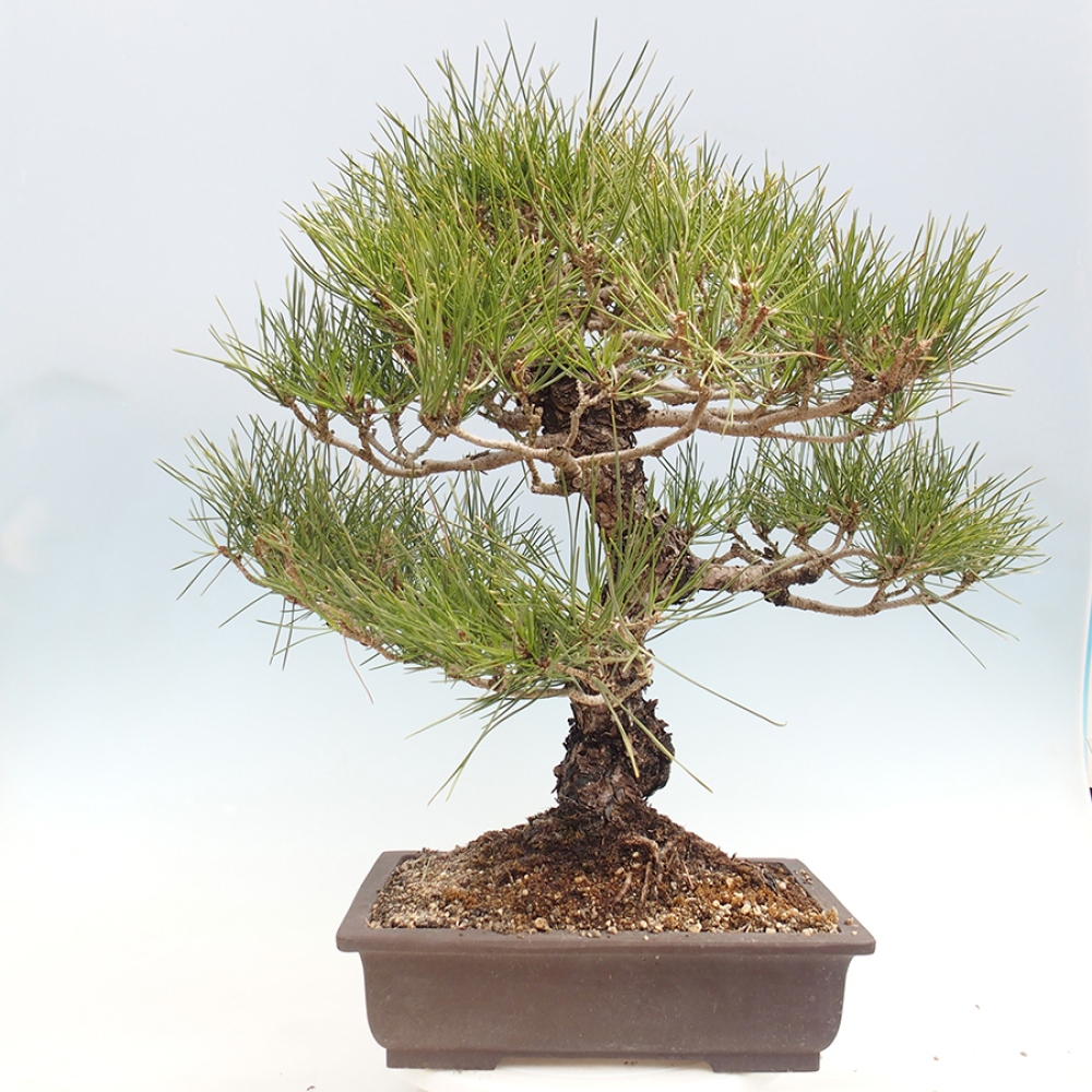 Outdoor bonsai - Pinus thunbergii - sosna Thunberga