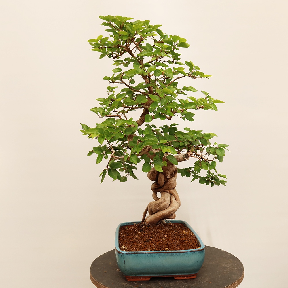 Bonsai plenerowe - Carpinus Coreana - grab koreański