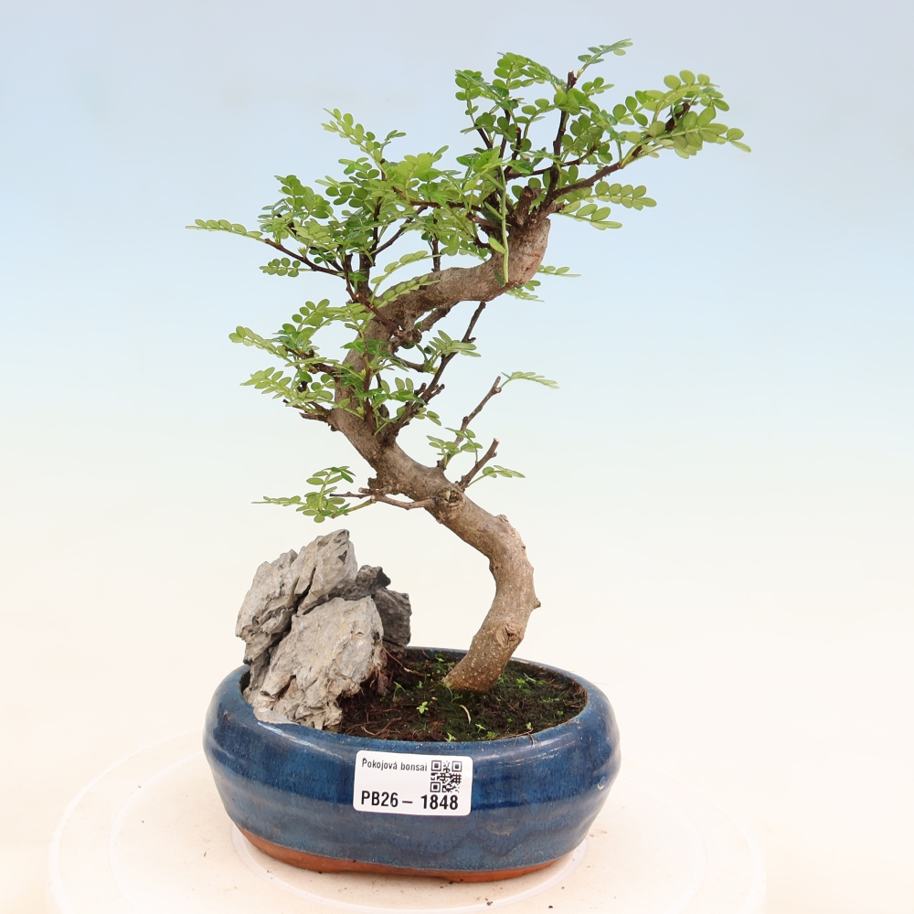 Pokój bonsai - Zantoxylum piperitum - drzewo pieprzowe