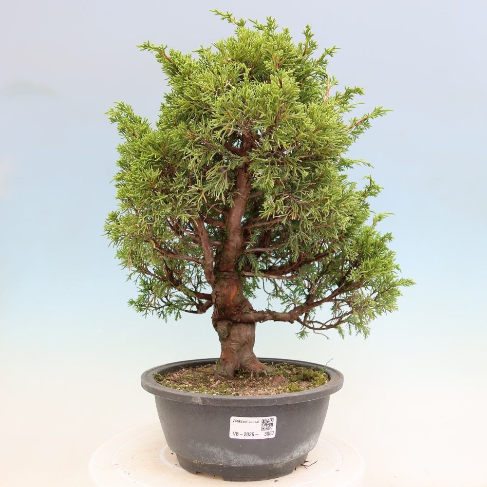 Bonsai ogrodowe – Juniperus chinensis Itoigawa – jałowiec chiński