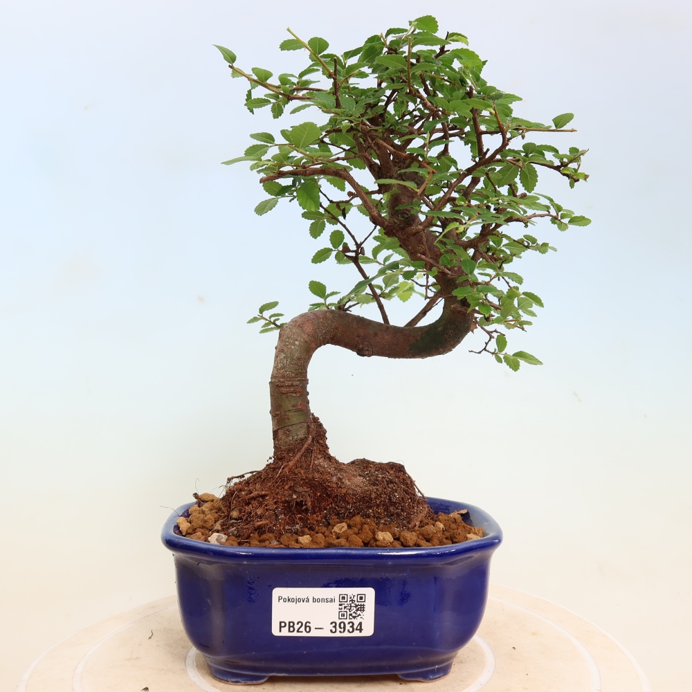 Pokój bonsai - Ulmus parvifolia - Wiąz drobnolistny
