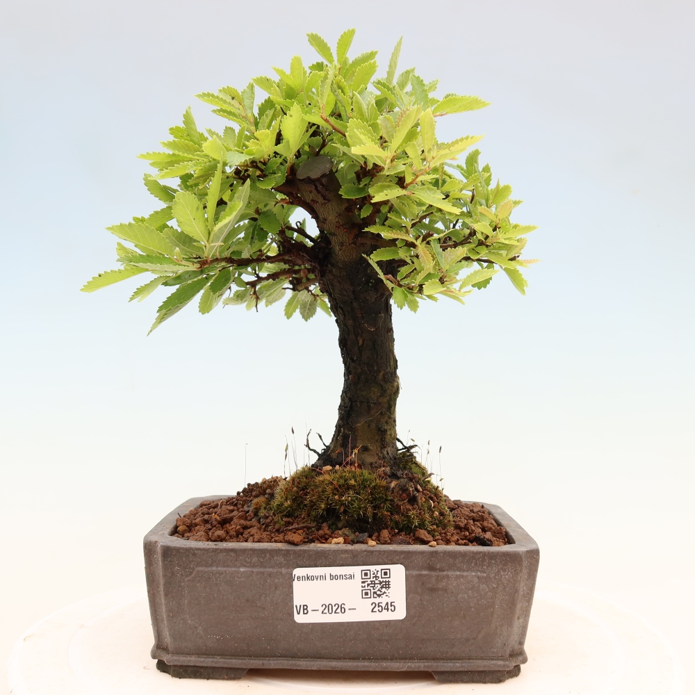 Bonsai zewnętrzne - Zelkova - Zelkova NIRE