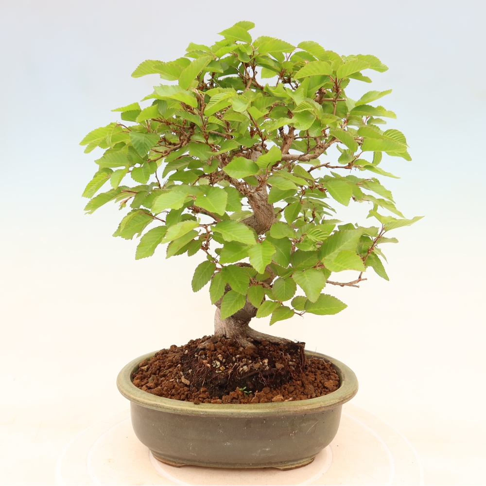 Outdoor bonsai - Carpinus coreana - grab koreański