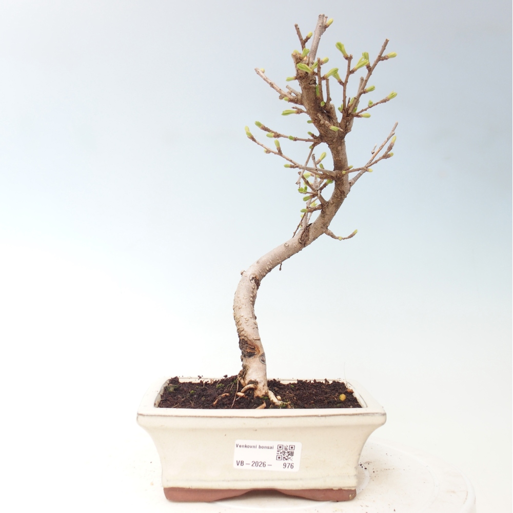 Bonsai zewnętrzne - Pseudolarix amabis-Pseudolarix amabis
