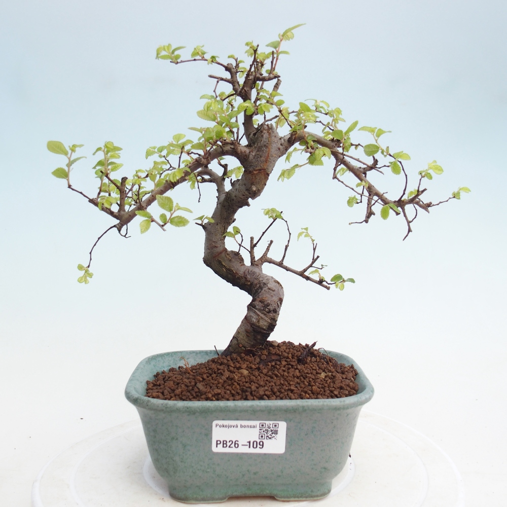 Pokój bonsai - Ulmus parvifolia - Wiąz drobnolistny