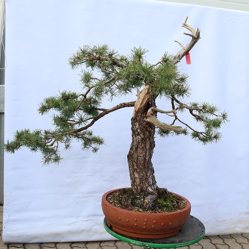 Pinus sylvestris Hiszpania – sosna zwyczajna