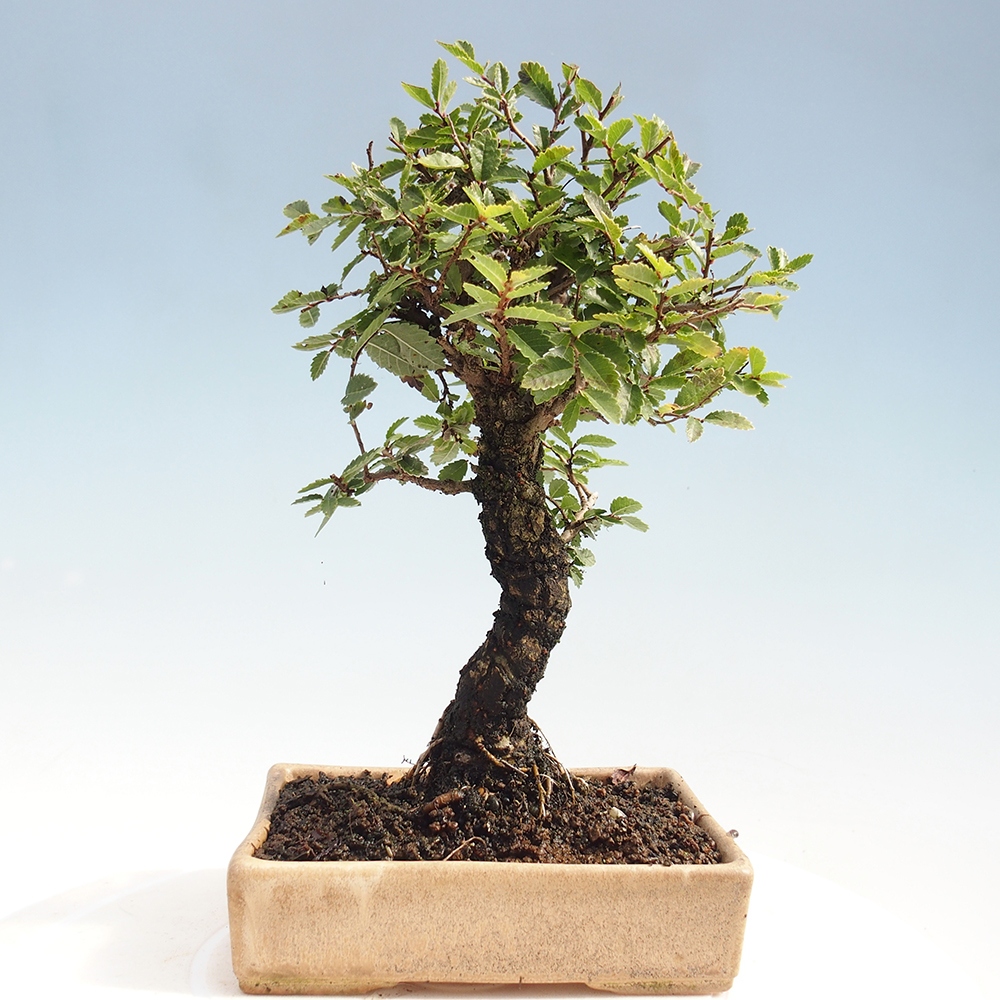 Outdoor bonsai - Zelkova - Zelkova NIRE