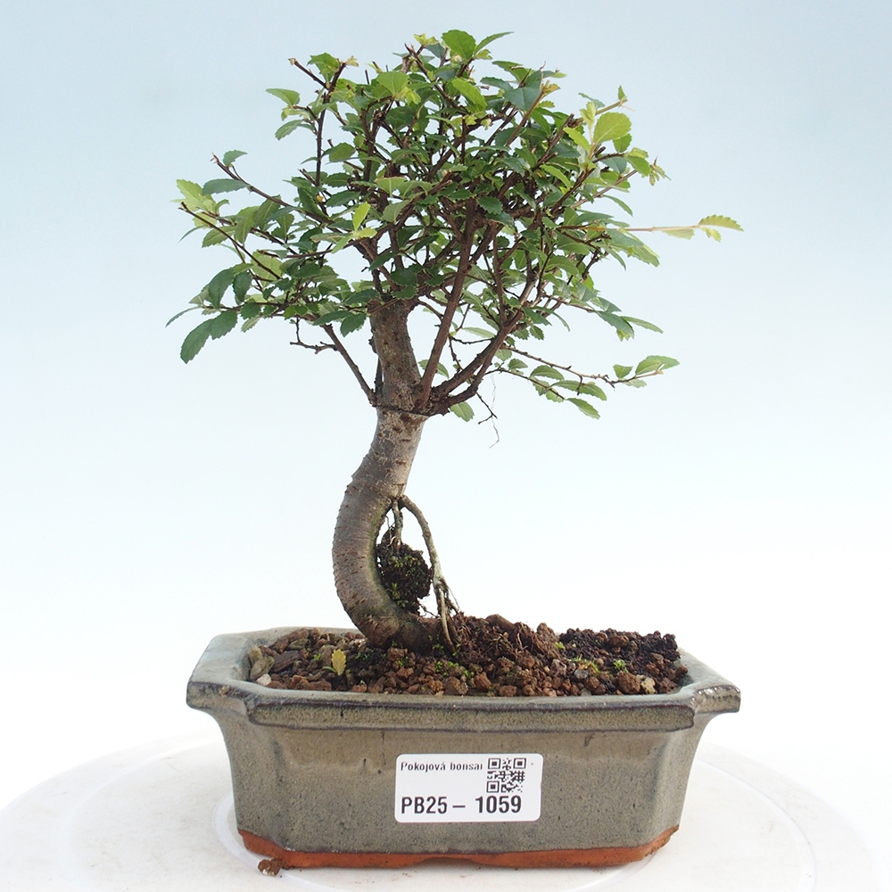 Bonsai wewnętrzne - Ulmus parvifolia - Wiąz drobnolistny