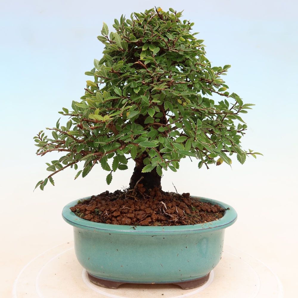 Bonsai zewnętrzne - Zelkova - Zelkova NIRE