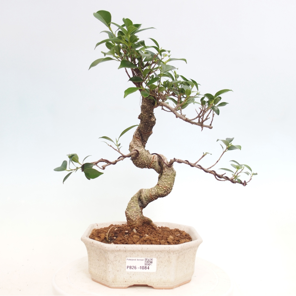 Pokój bonsai - Ficus retusa - figowiec drobnolistny