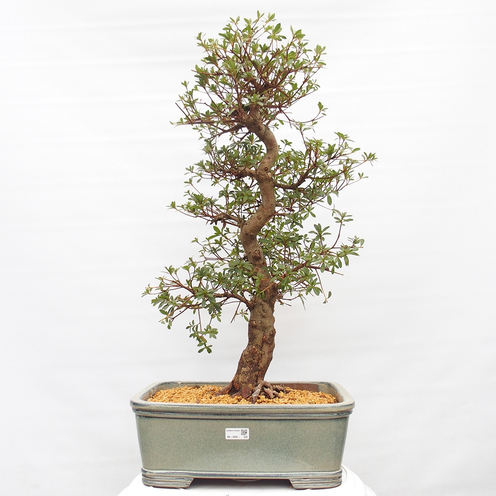 Bonsai zewnętrzne - Azalia japońska - Azalia satsuki
