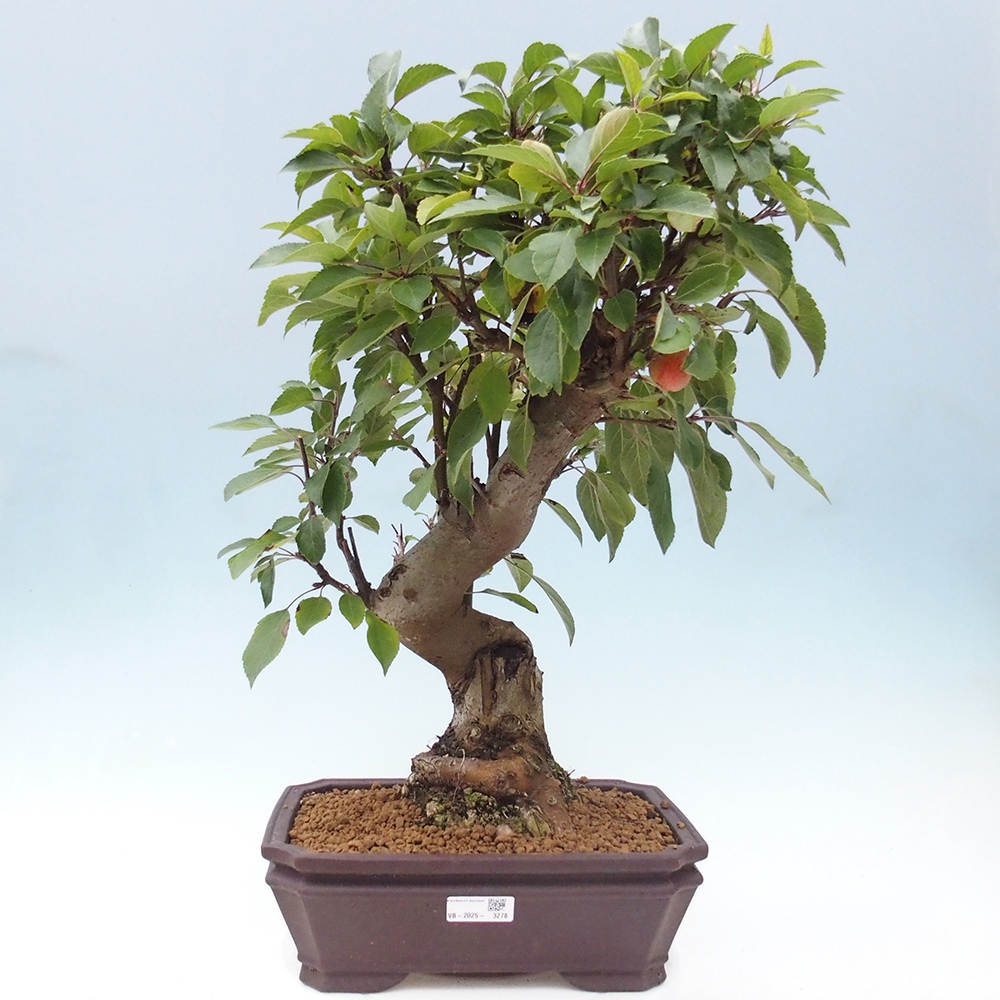 Bonsai plenerowe - Malus Halliana - Jabłoń drobnoowocowa