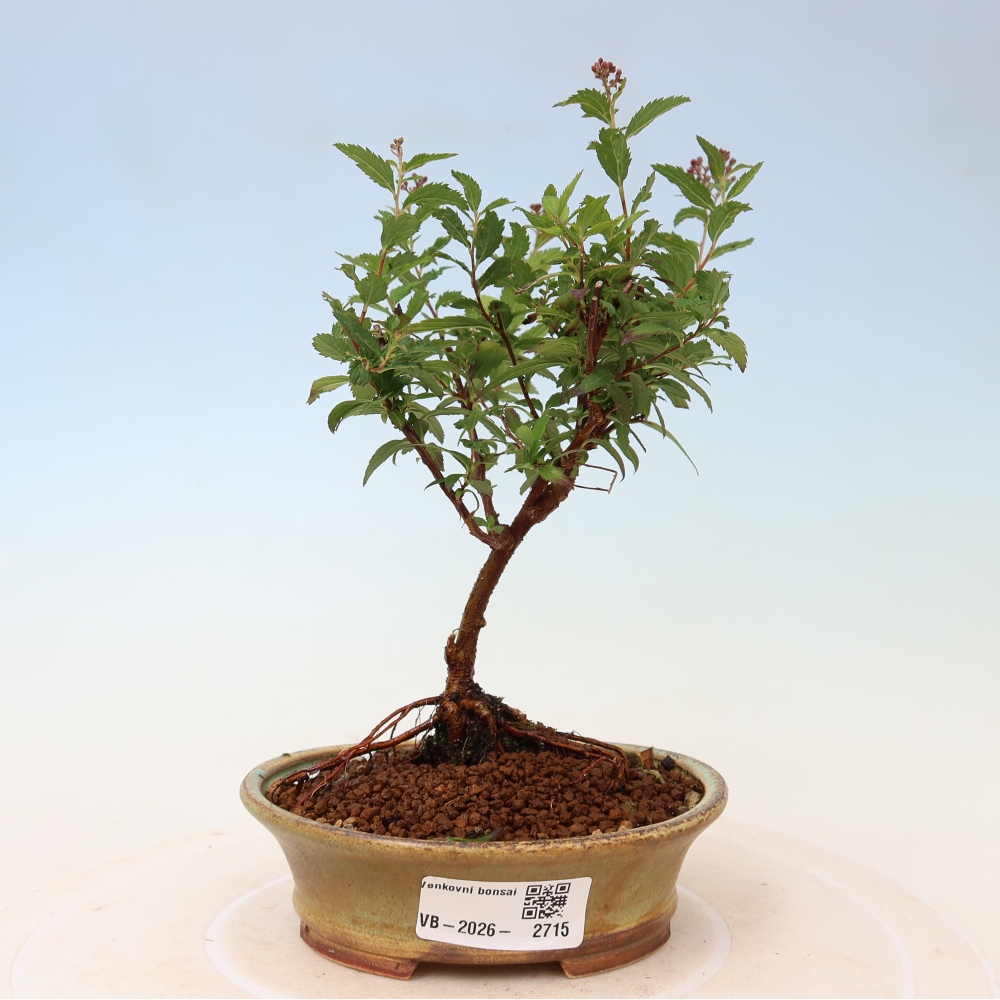 Bonsai ogrodowe – spirea japońska – Spirea japonica Anthony Waterer