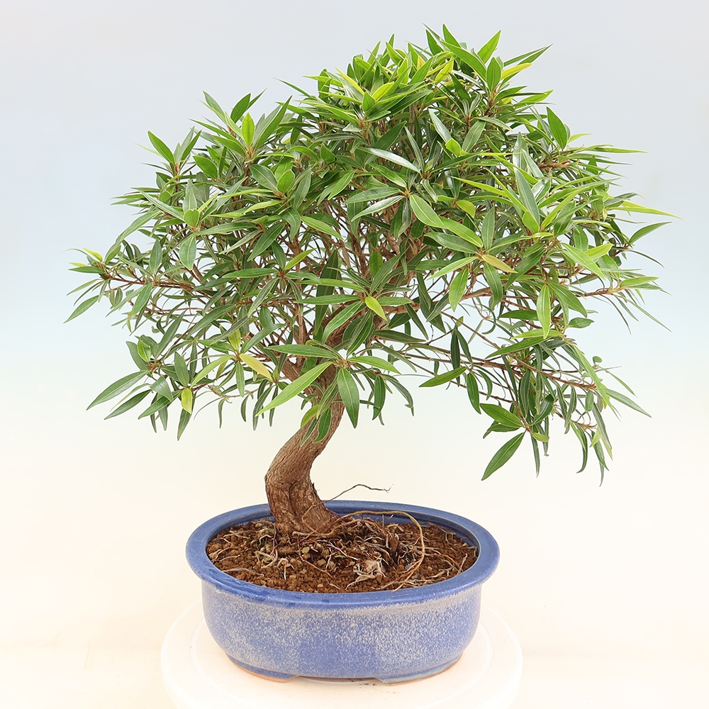 Pokój bonsai - Ficus nerifolia - figowiec drobnolistny