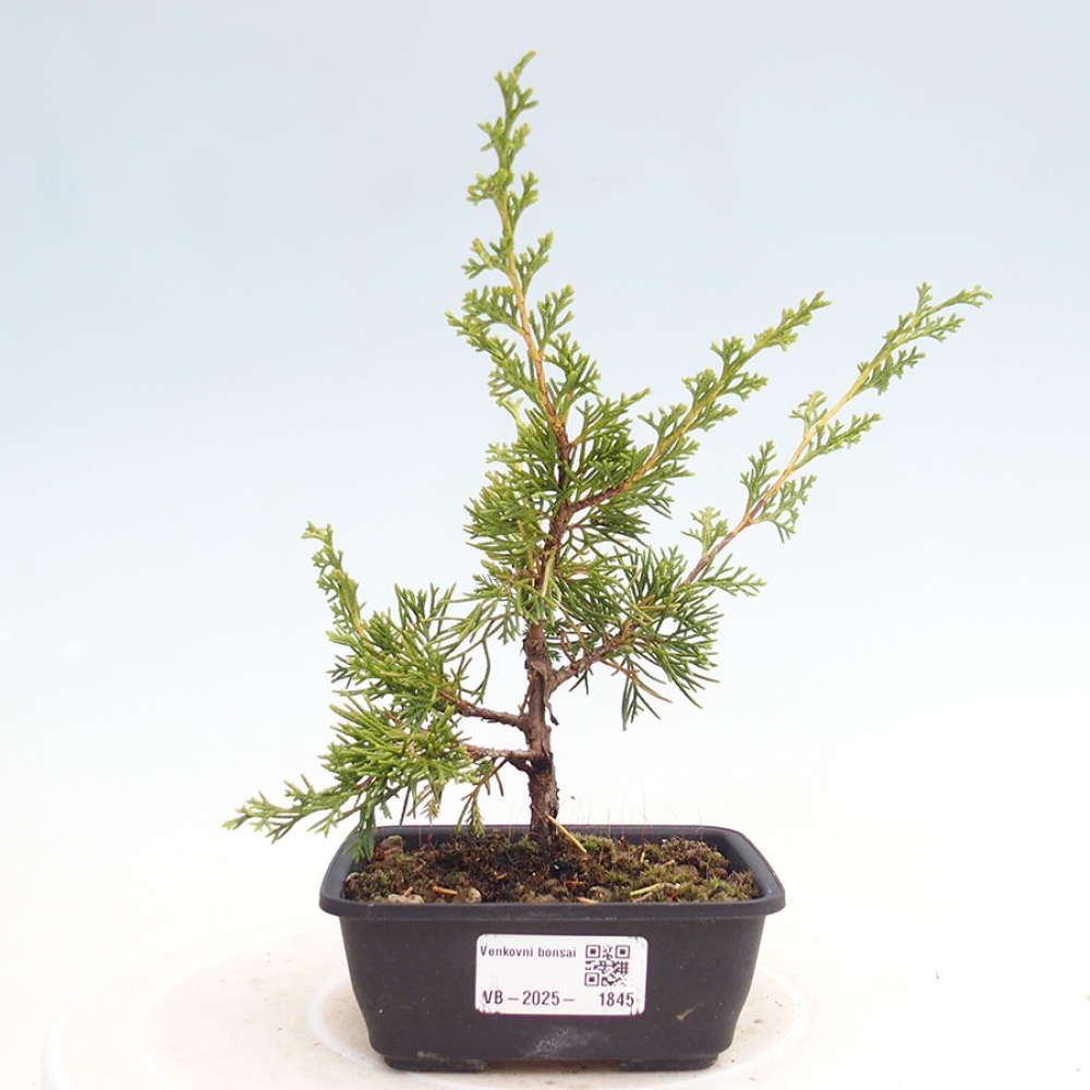 Outdoor bonsai - Juniperus chinensis Itoigawa - Jałowiec chiński