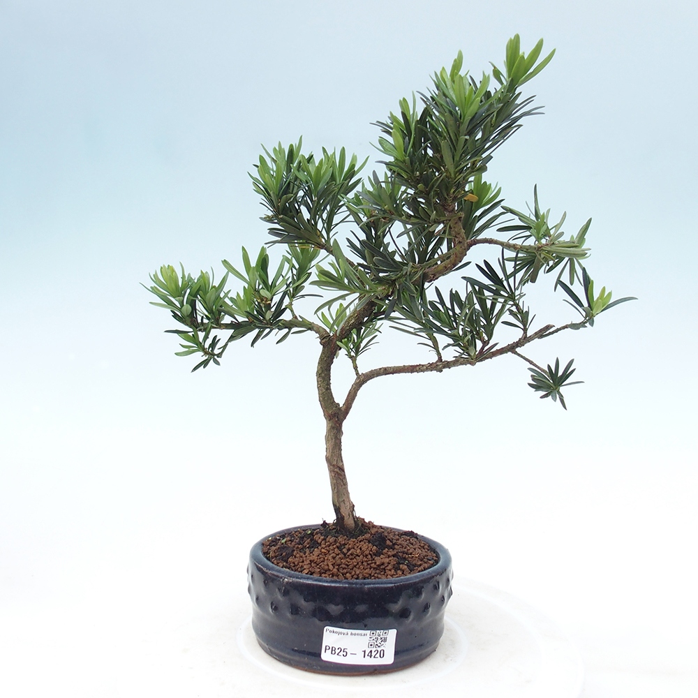 Kryty bonsai - Podocarpus - Kamień tys