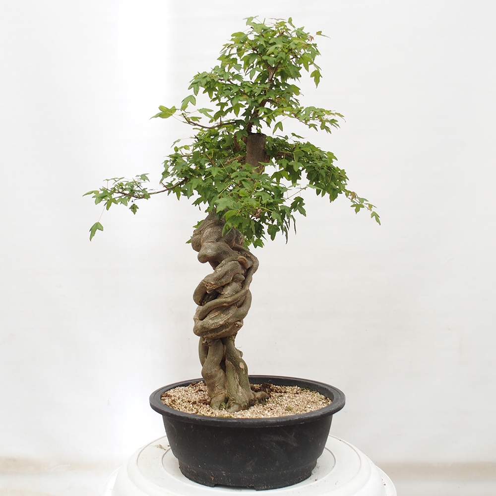 Outdoor bonsai - Maple Buergerianum - Burger Maple