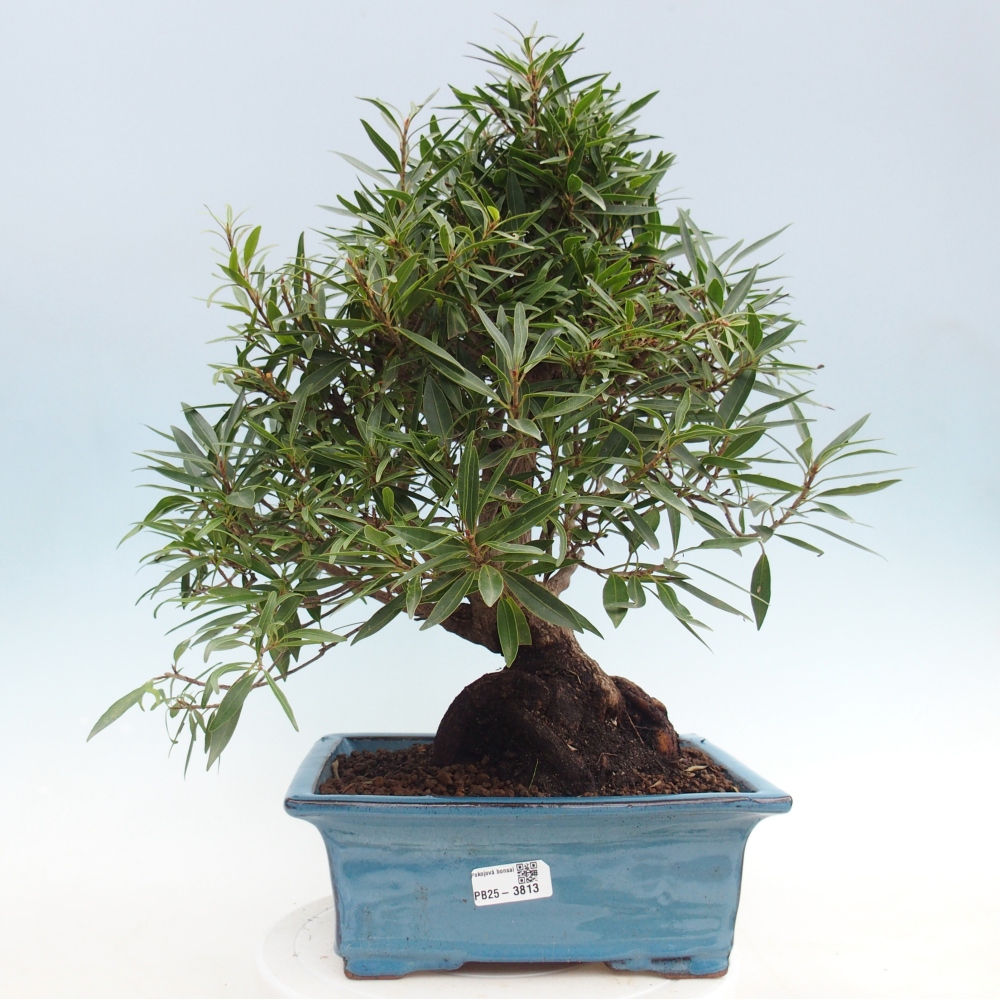 Pokój bonsai - Ficus nerifolia - figowiec drobnolistny
