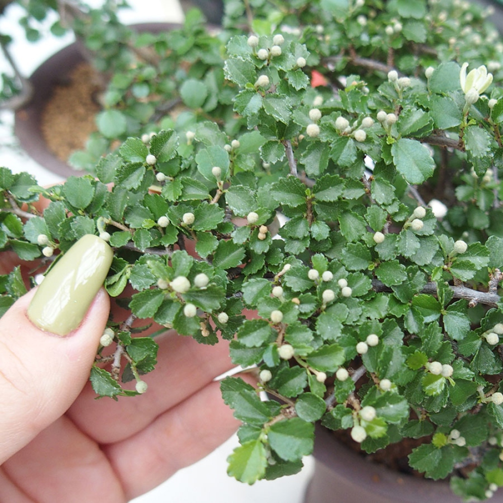 Bonsai wewnętrzne - Grewia sp. - Grewie drobnolistne