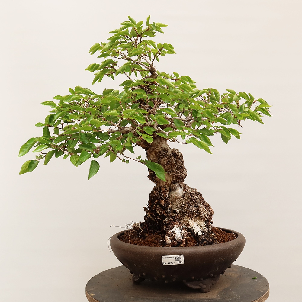 Bonsai plenerowe - Carpinus Coreana - grab koreański
