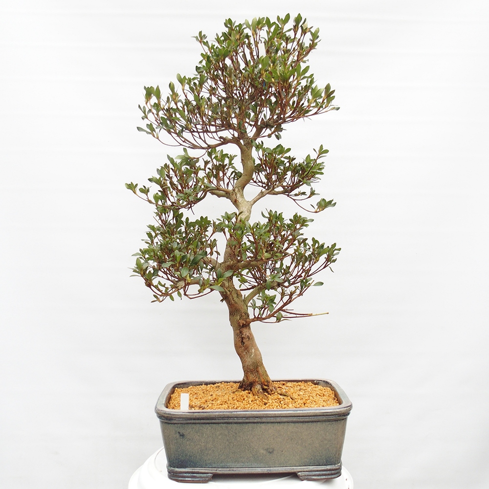 Bonsai zewnętrzne - Azalia japońska - Azalia Saishun