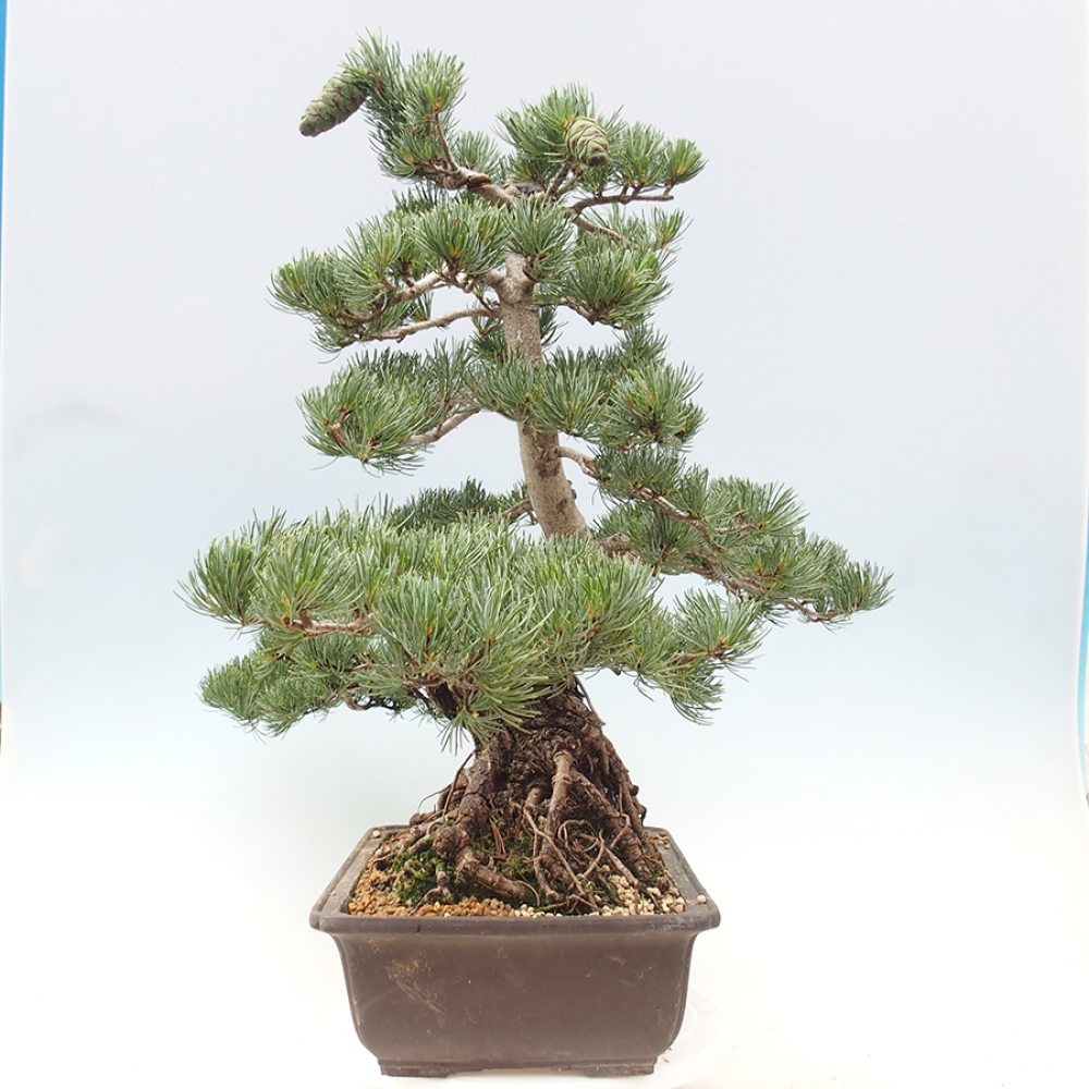 Outdoor bonsai - Pinus parviflora - Pinus parviflora