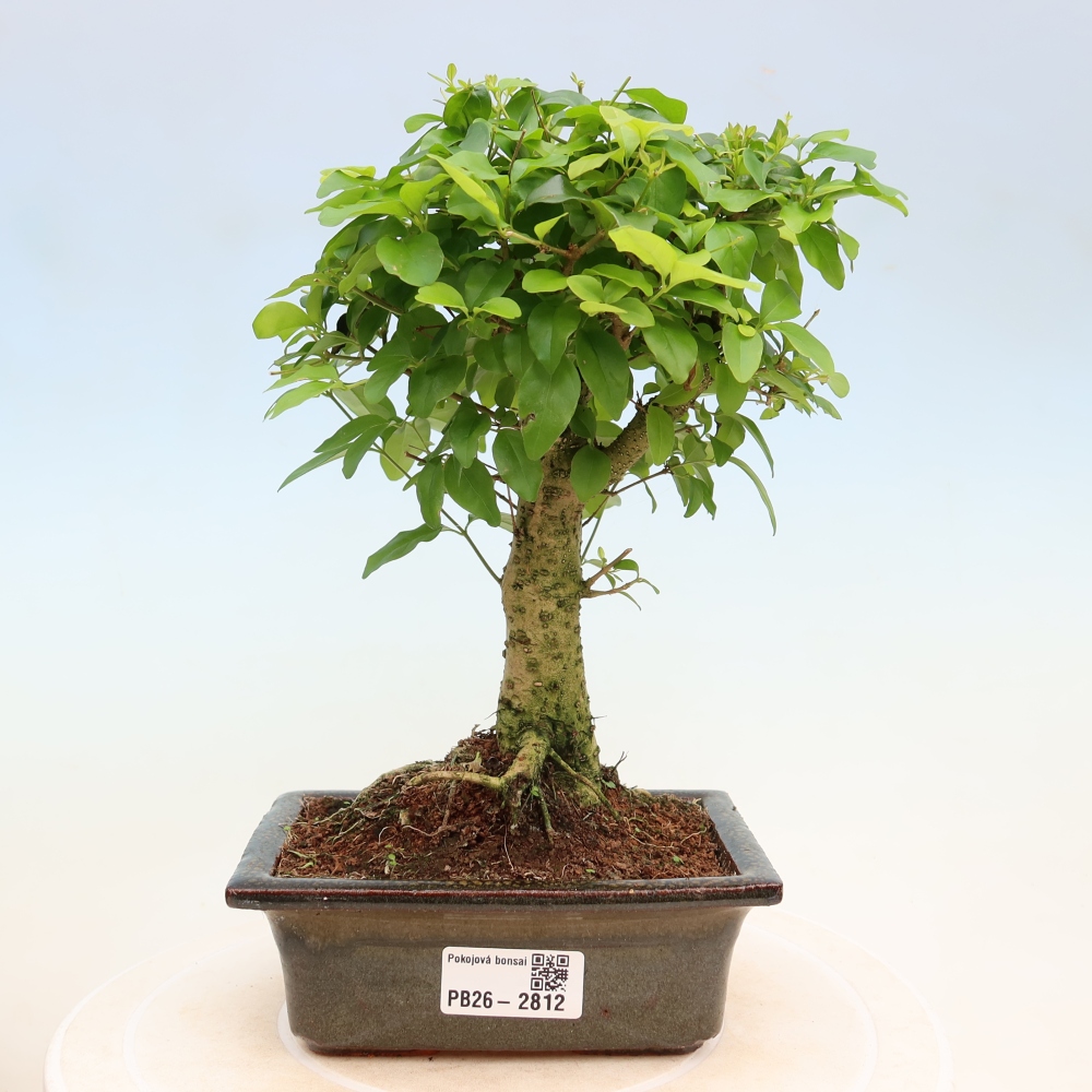 Pokój bonsai - Ligustrum chinensis - Dziób ptaka