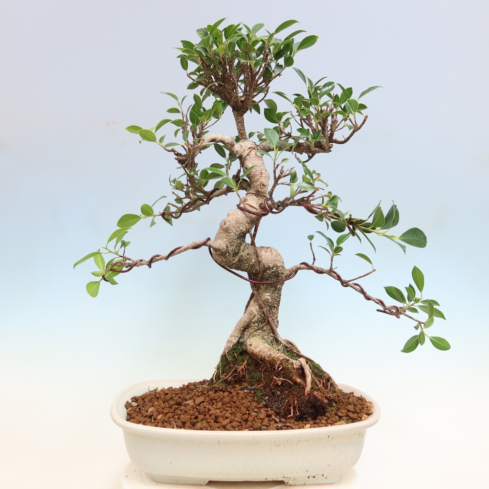 Pokój bonsai - Ficus kimmen - figowiec drobnolistny