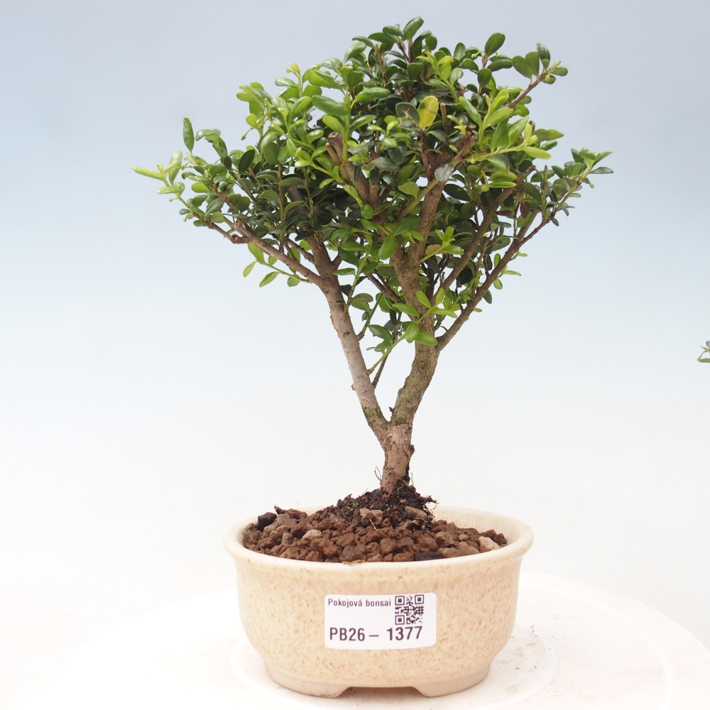 Pokój bonsai - Ilex crenata - Ostrokrzew