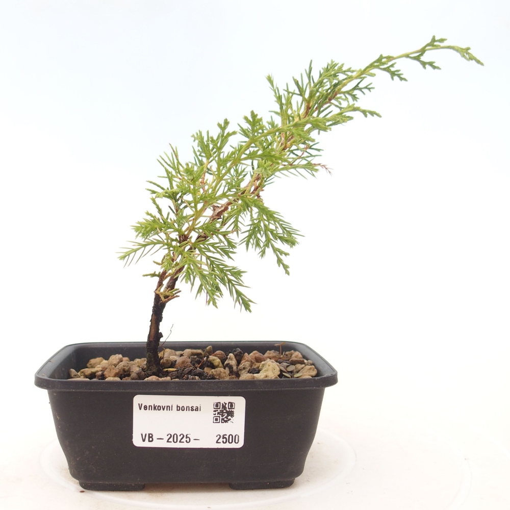 Outdoor bonsai - Juniperus chinensis Itoigawa - Jałowiec chiński