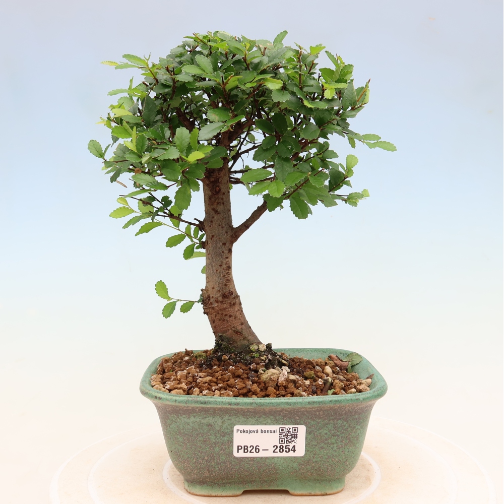 Pokój bonsai - Ulmus parvifolia - Wiąz drobnolistny